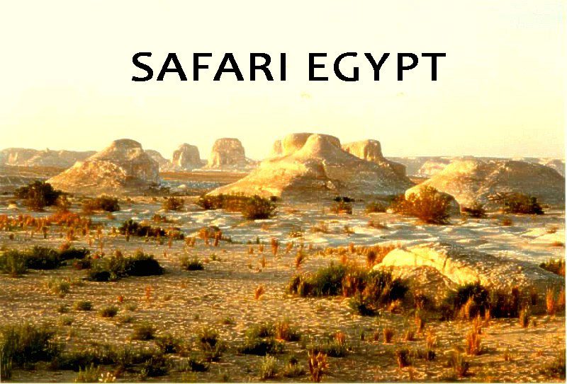 Safari en Egypte