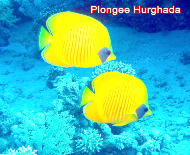 plongeehurghada