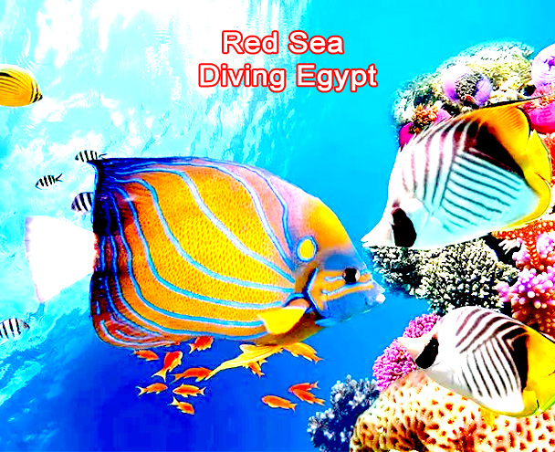red sea diving Egypt