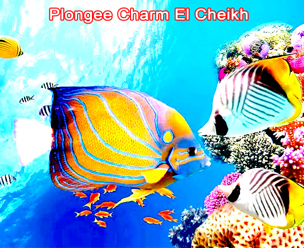 plongee charm el cheikh