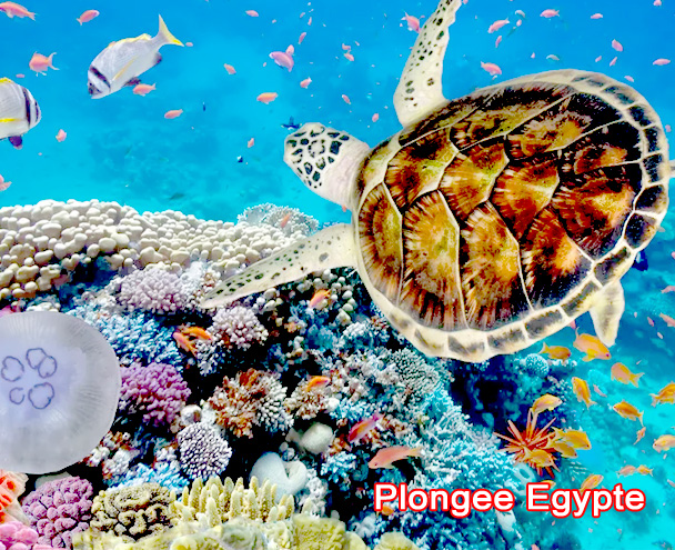 Plongee Egypte